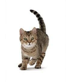 Cat image