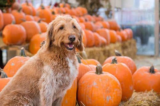 Scruffy looking golden labradoodle sitting in front of a bunch of pumpkins on a farm.