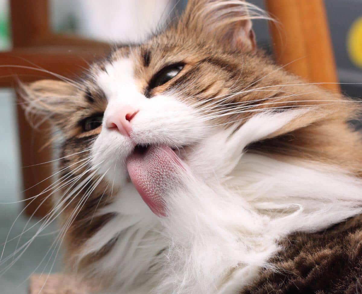 Long-haired cat grooms itself.