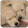 Dog images