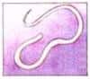 Heartworm