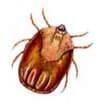 Tick