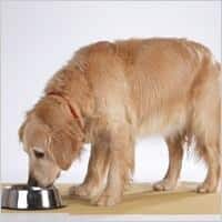 Mature dog