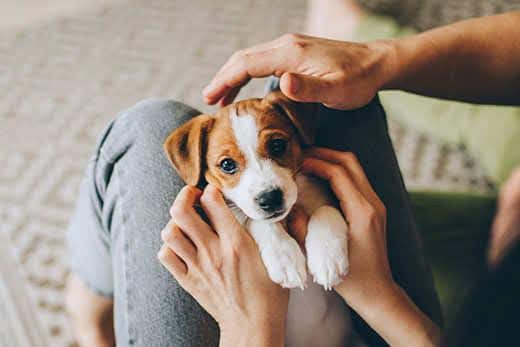 Adorable puppy Jack Russell Terrier in the owner