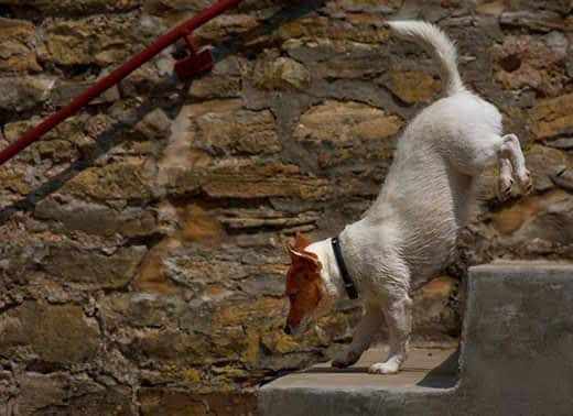 Jack Russell terrier dog running down concrete stairs.