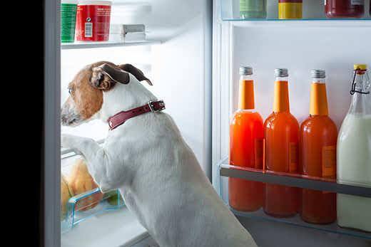 Jack Russell terrier standing up to look inside open refrigerator.