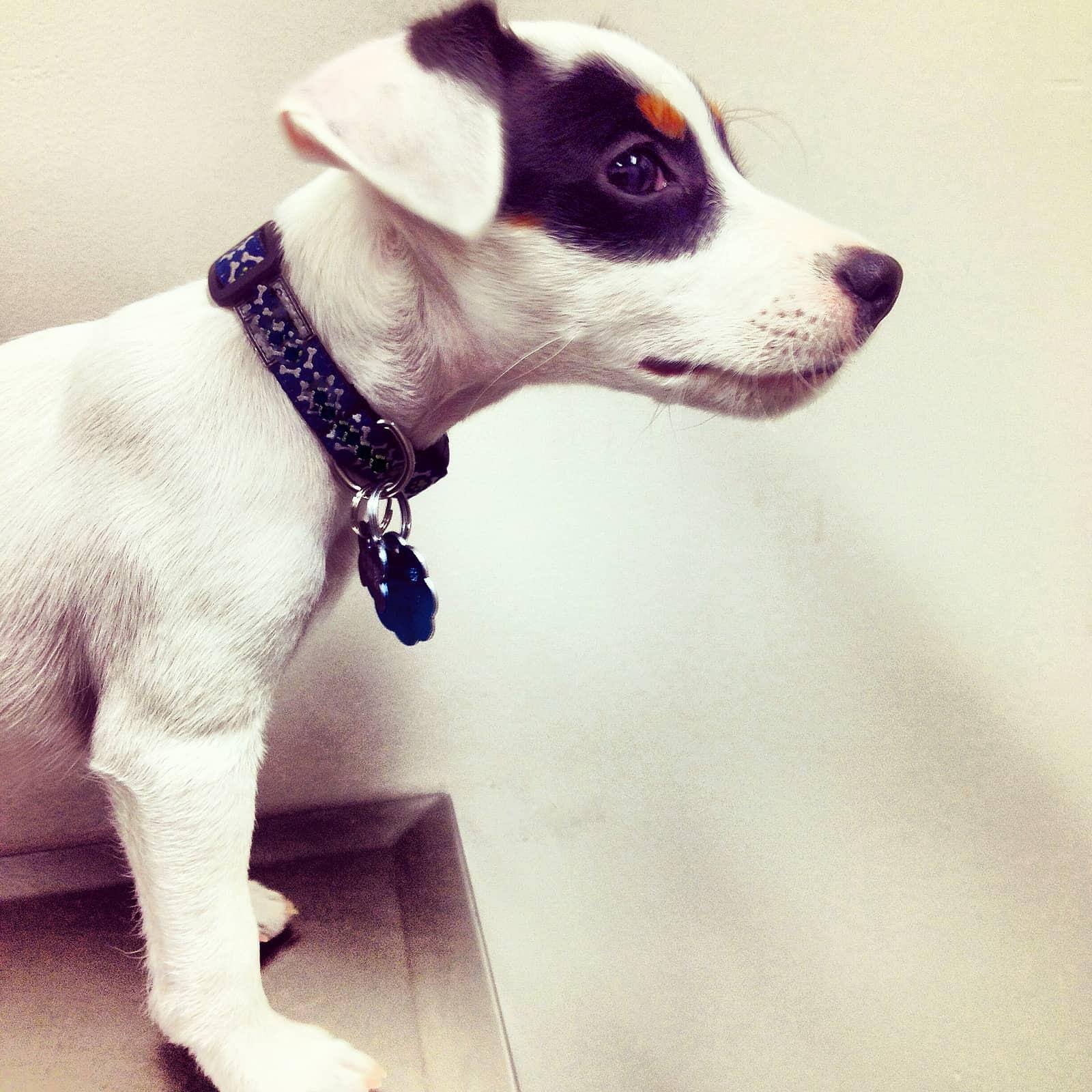 Jack Russell terrier puppy being held.
