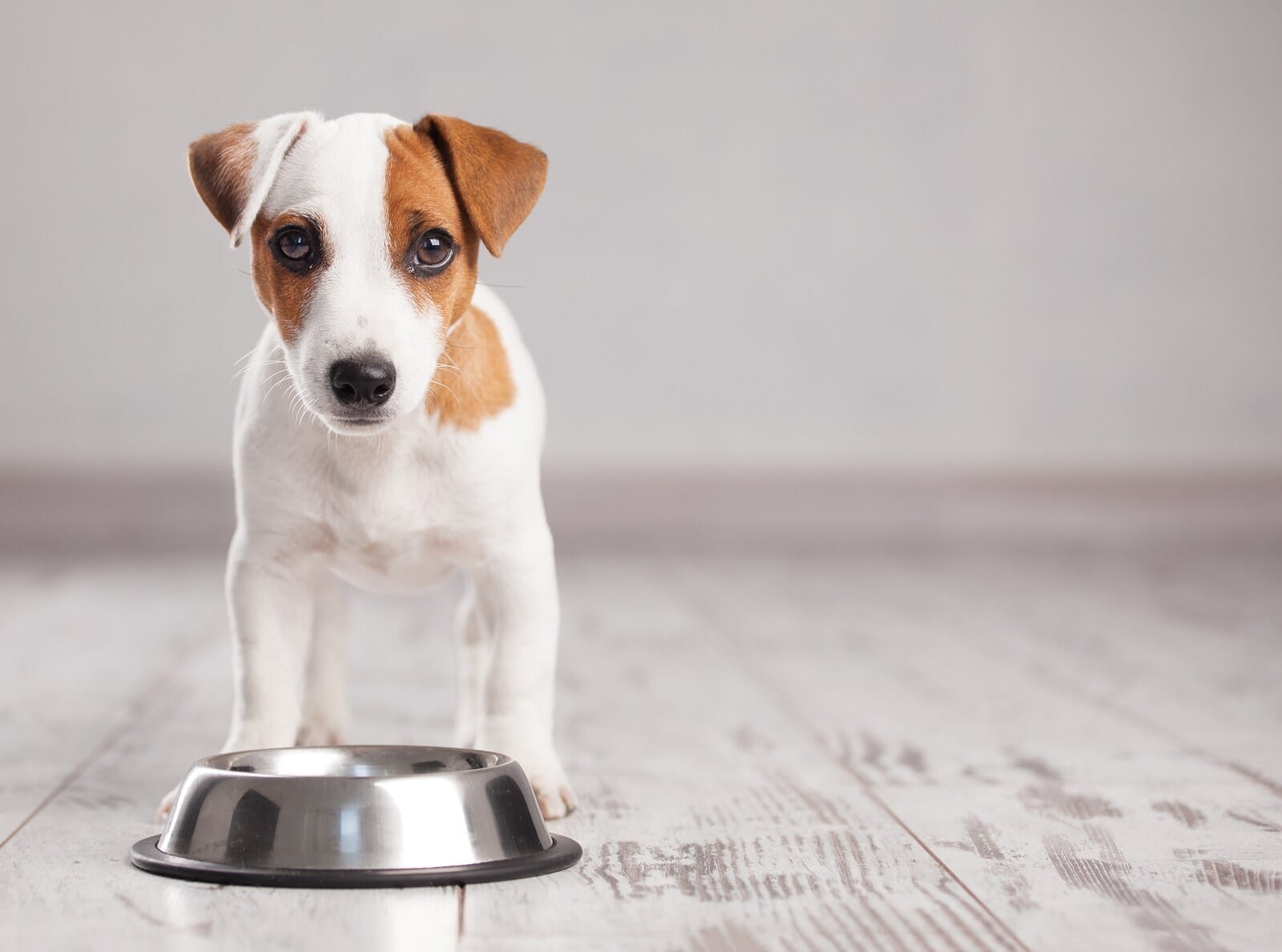 Jack Russell Terrier puppy stands behind silver dog bowl on gray wooden floor.