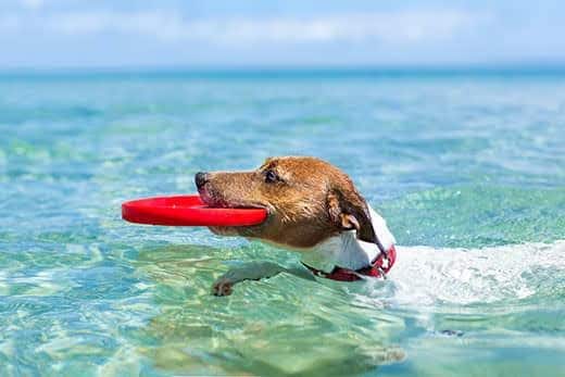 Jack Russell terrier swimming in shallow ocean waters with a red flying disc in mouth.