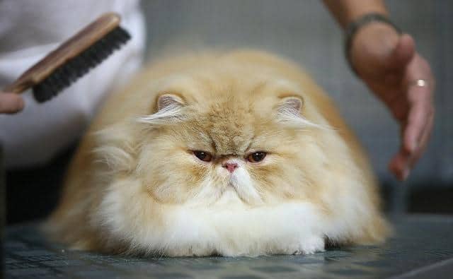 Large, fluffy tan and white Persian cat on table getting brushed by groomer.