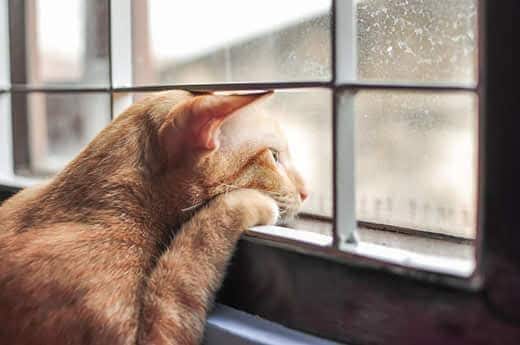 lonely red cat looking out window