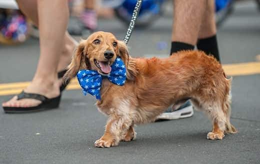 Dachshund with blue bowtie walking in street parade