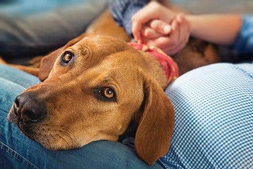 Lying dog ( Rhodesian ridgeback ) with his head on legs pregnant moms