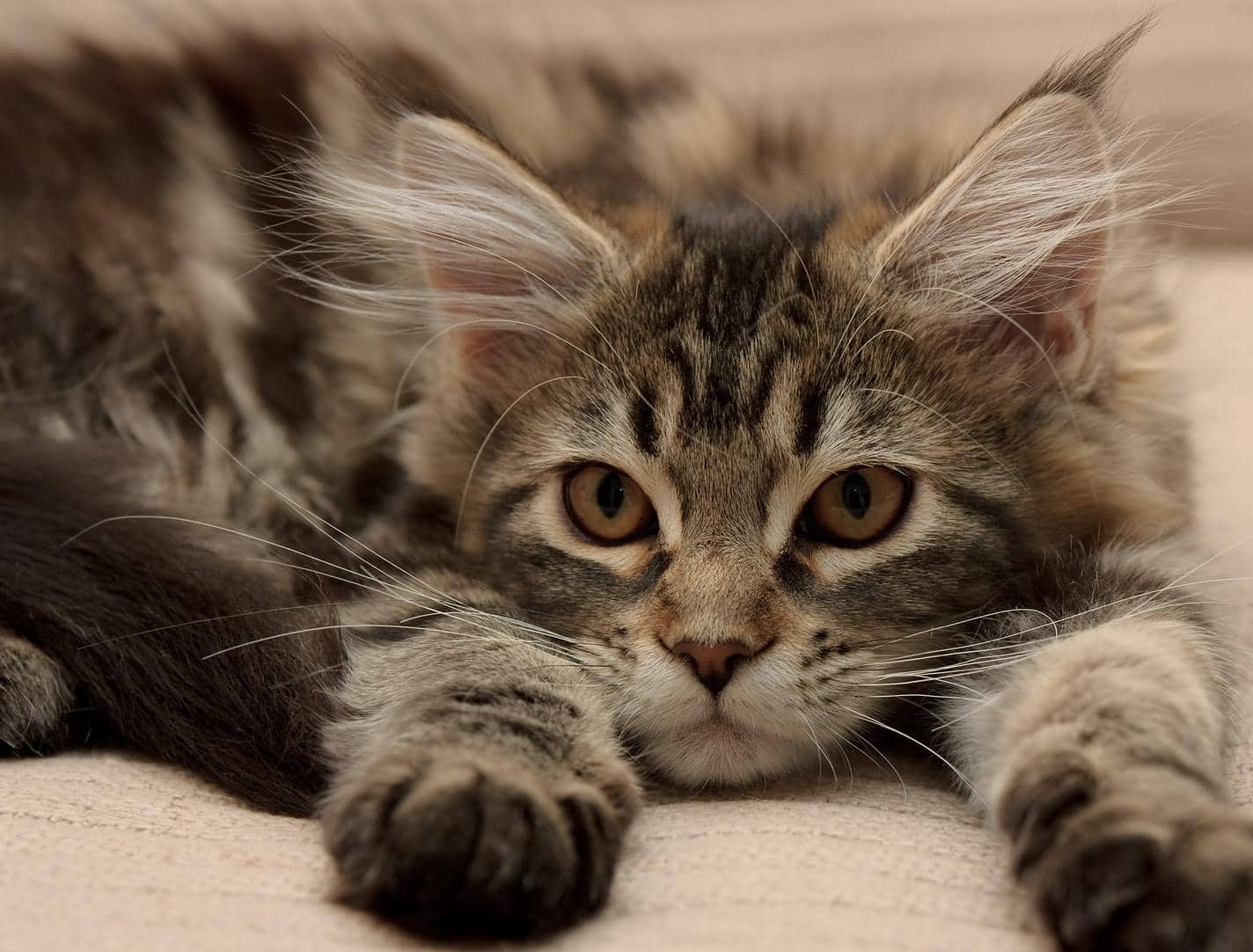 maine coon kitten lying down extending paws forward
