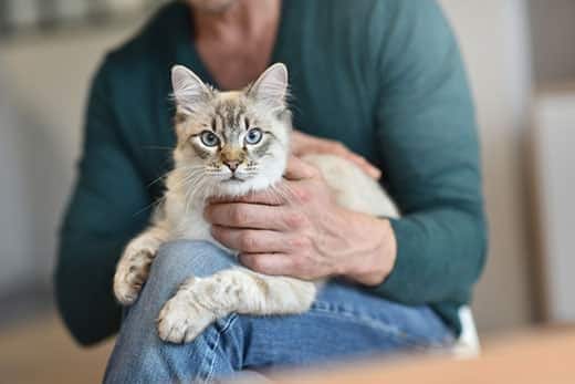 Man holding cream colored cat on his lap.