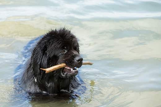Play dog in the water, beautiful Newfoundland catching a stick from the water.