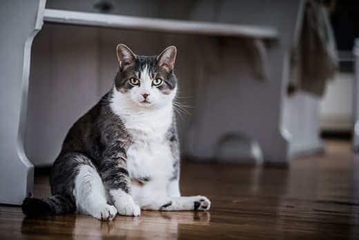 White and gray obese cat sitting on the wood kitchen floor.