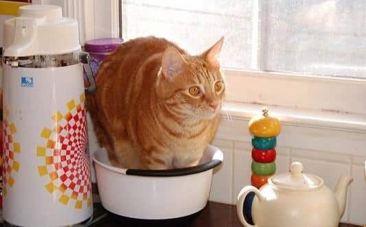 Orange striped tabby cat standing in bowl on kitchen counter.