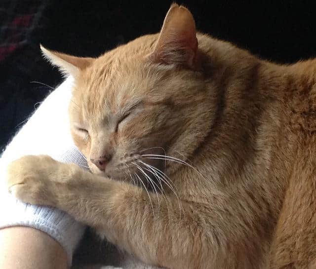 beige tabby cat cuddling on her owner's arm