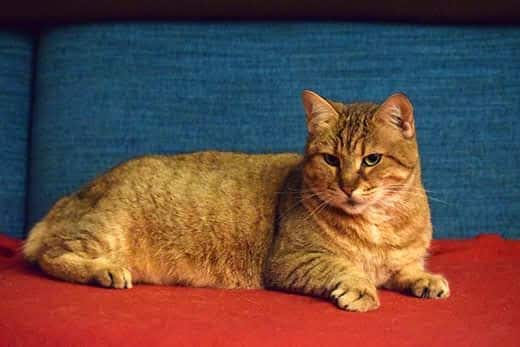 Pixie Bob cat lying on a red blanket on a blue couch.