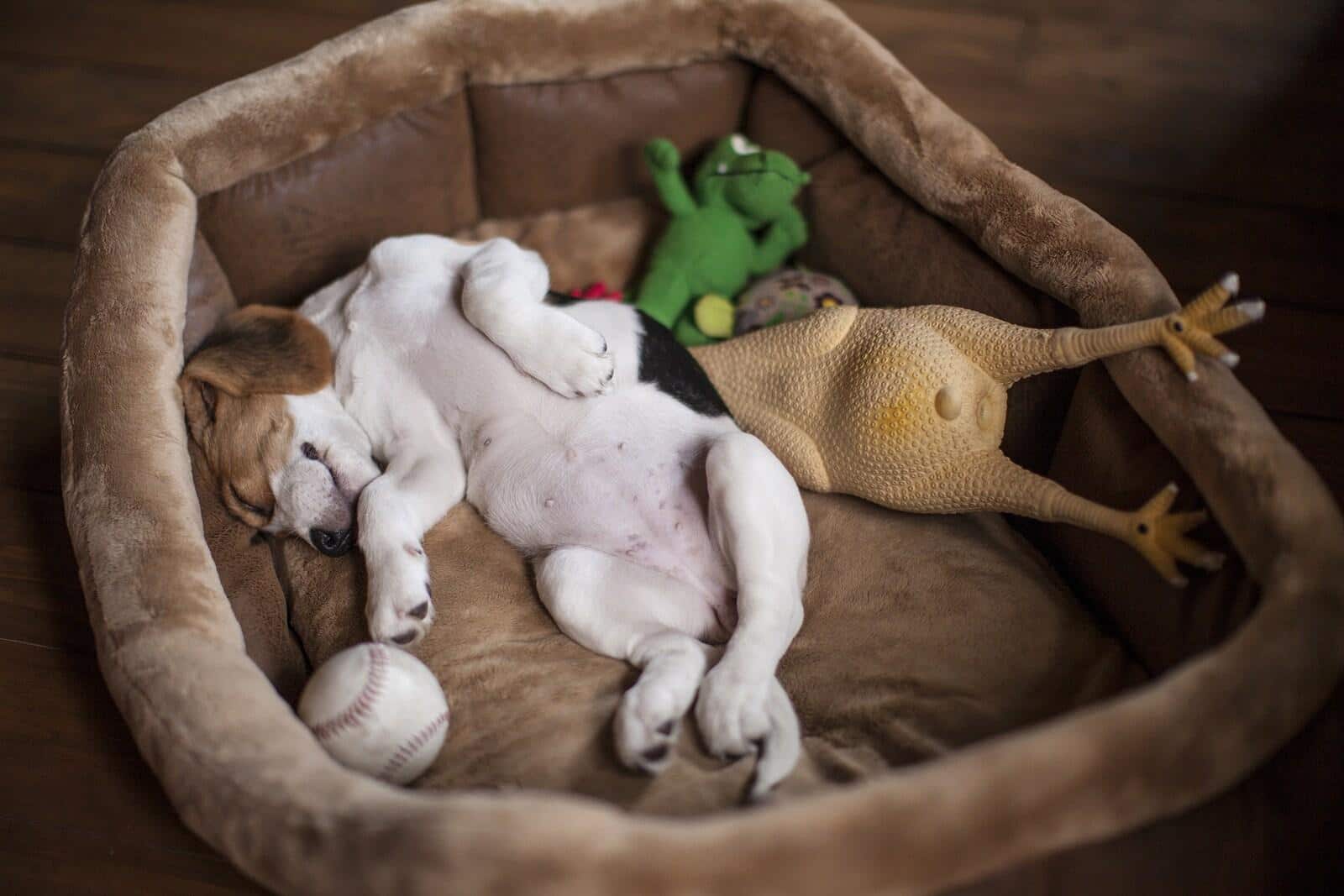 Puppy sleeps on her back in a brown dog bed with toys around her.