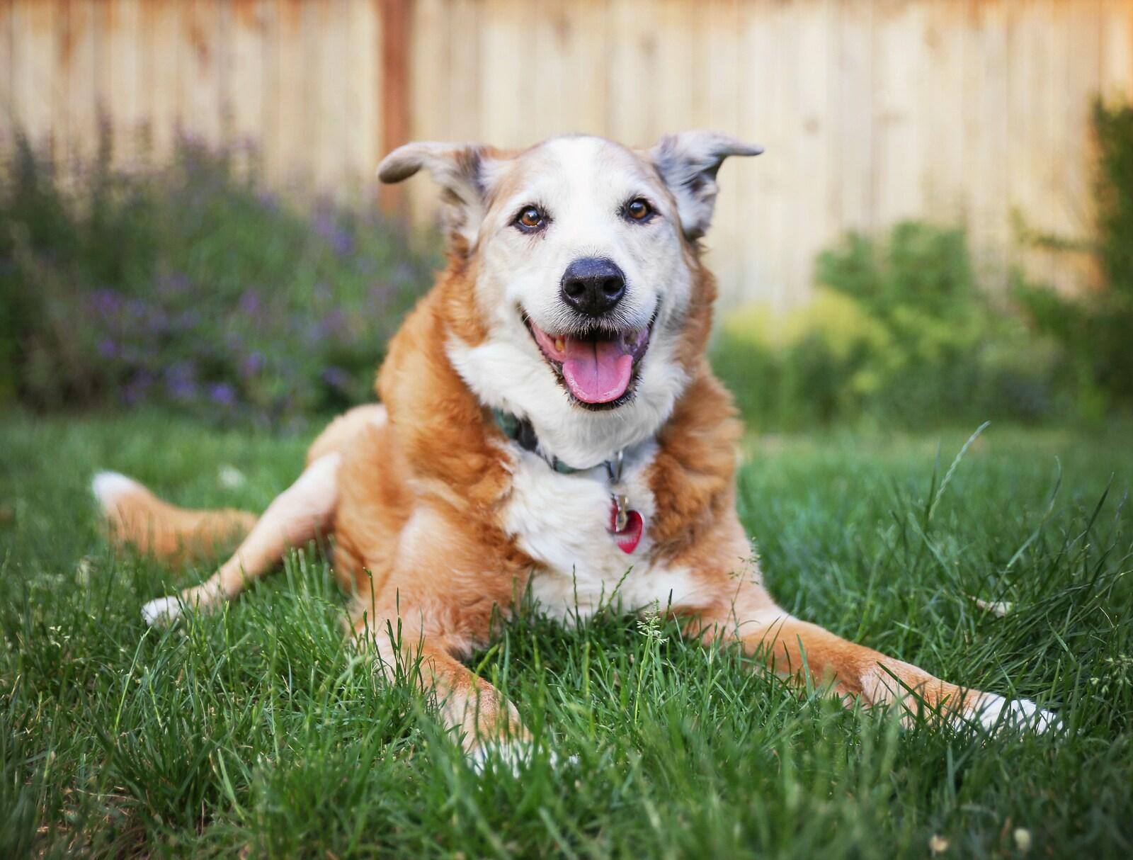 Senior dog laying in the grass in a backyard smiling at the camera