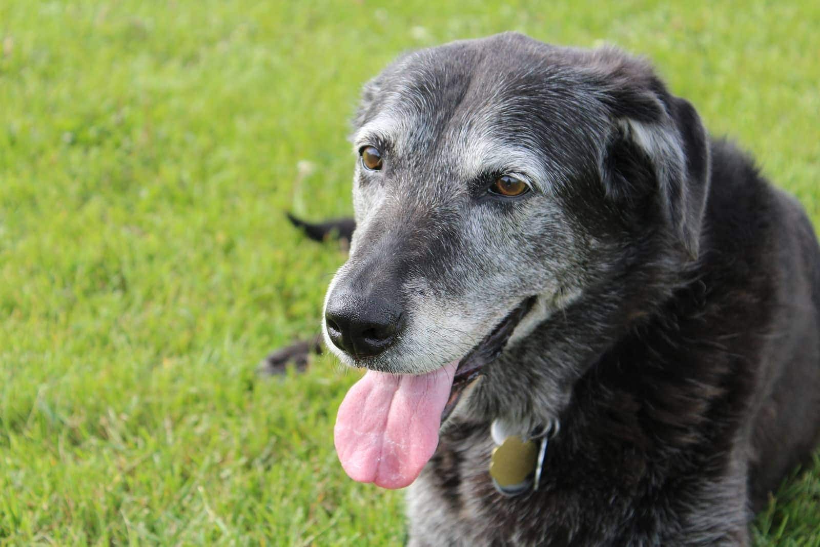 Black senior dog panting while lying in the grass.