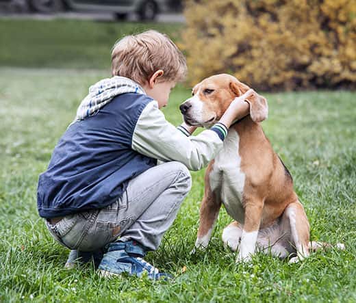 Boy in blue jacket stands crouched in front of a sitting beagle as he pets his ears.