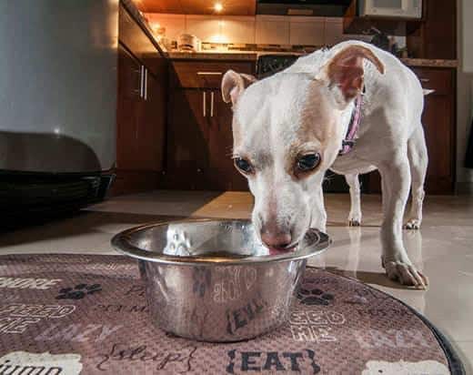 Small white and brown dog drinks water out of silver bowl in a kitchen.