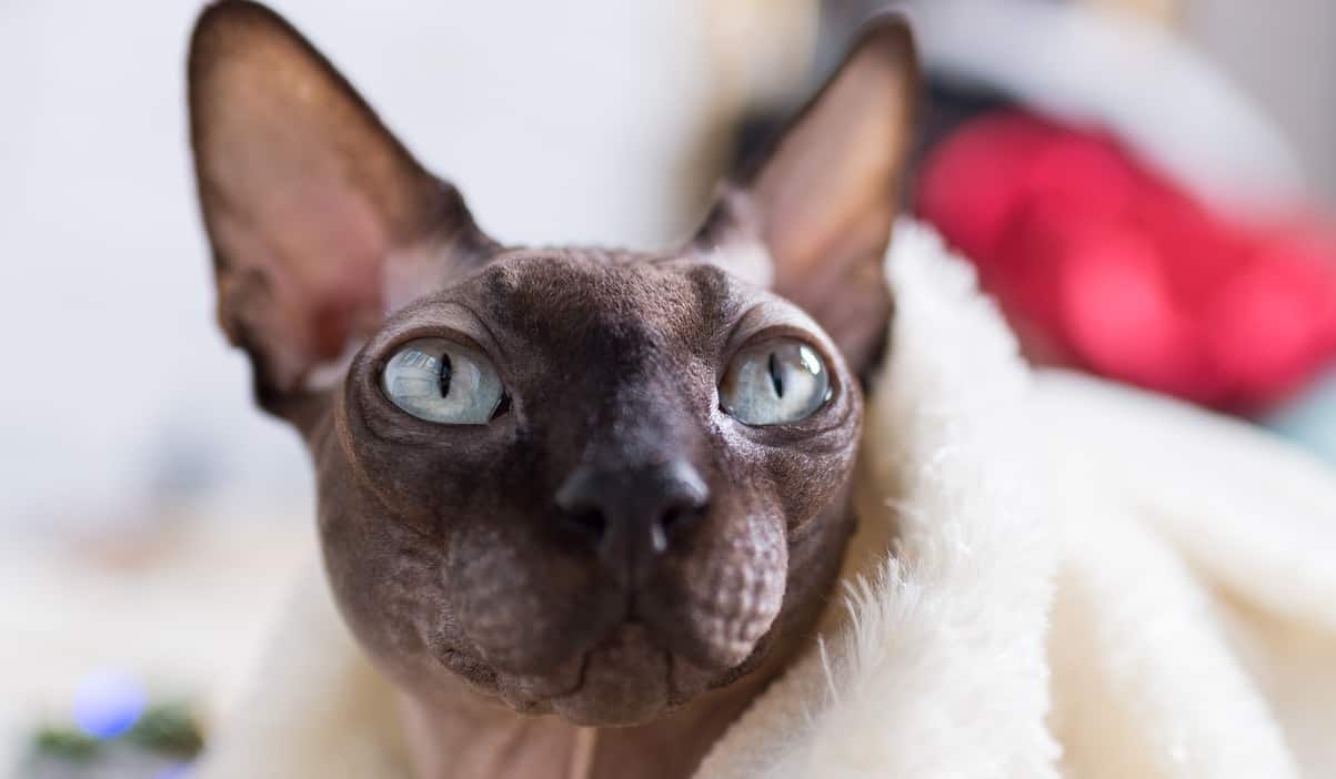 Gray hairless cat with green eyes staring up