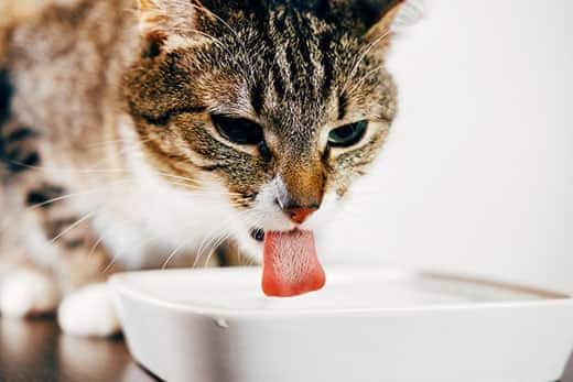 Cat drinking out of water bowl.