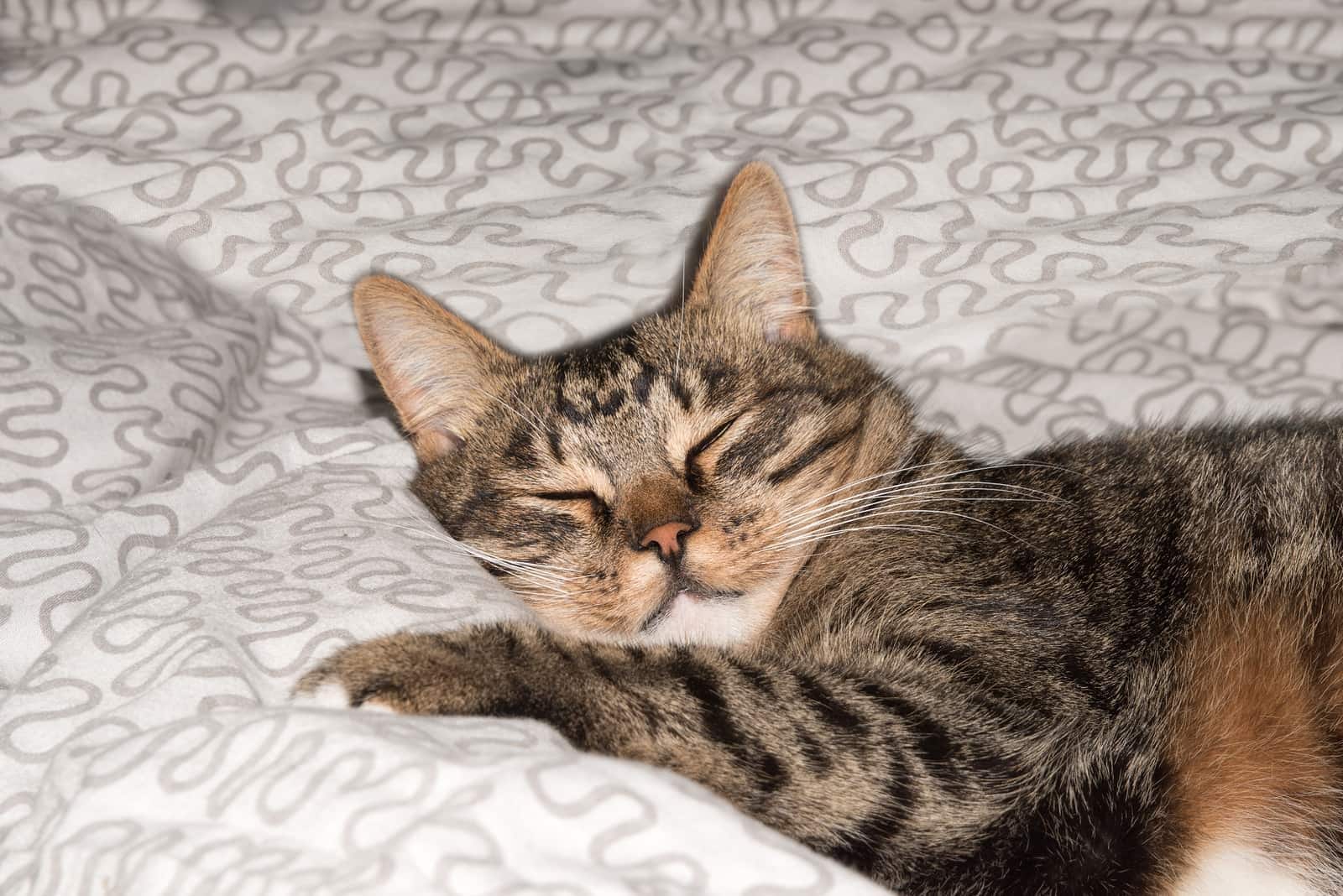 Cat resting cat on a sofa in blur background cute funny cat close up domestic cat relaxing cat cat resting cat playing at home elegant cat