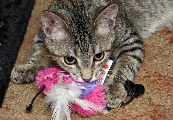 striped tabby cat playing with pink plush bird toy