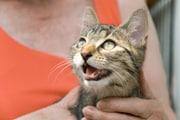 best cat food