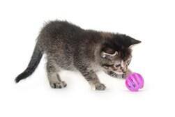 Kitten image