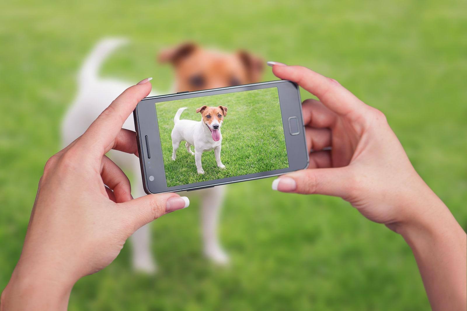 Woman taking a picture of a Jack Russell terrier on green lawn
