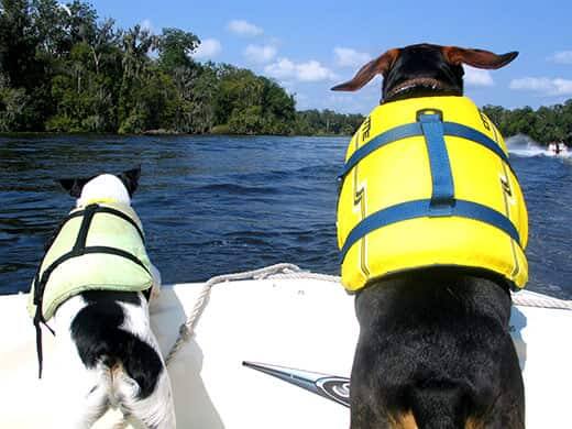 Two dogs in life vests sit perched at the bow of a boat on a lake.