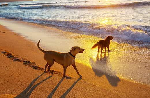 Two dogs on the beach at sunset