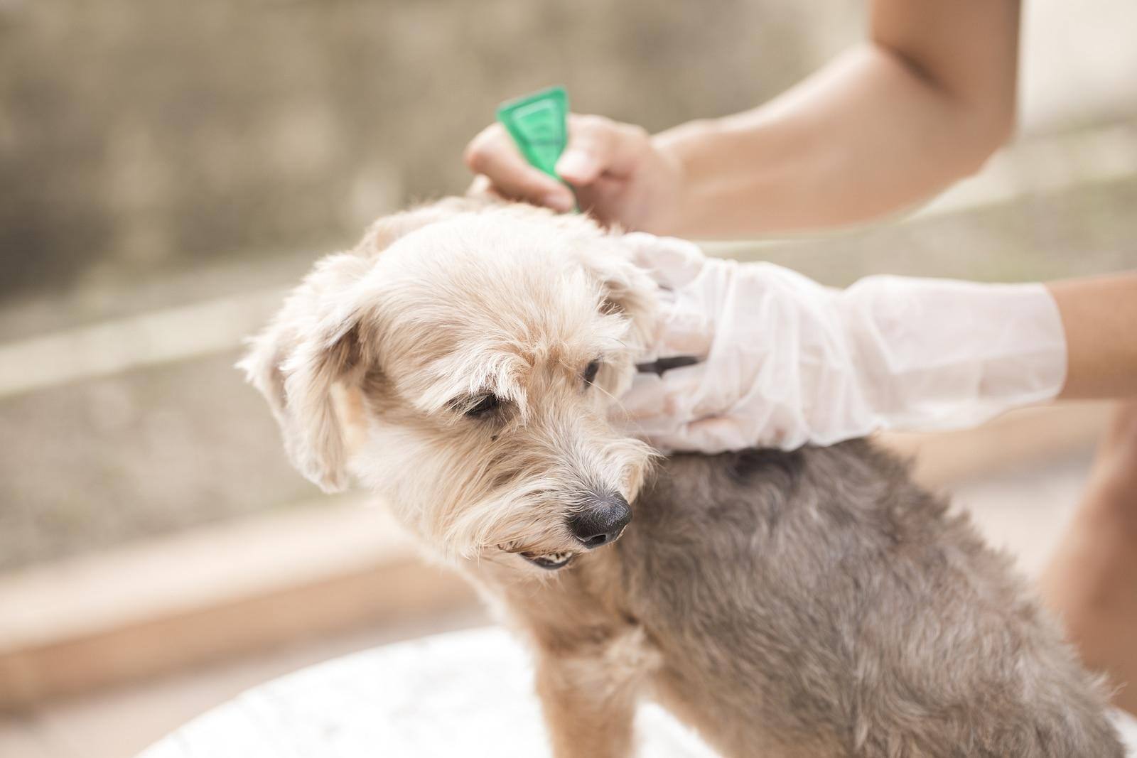 Scruffy grey dog receiving flea and tick medicine from a vet.