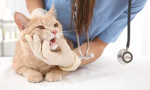 Veterinarian in blue scrubs examing the teeth of an orange cat.