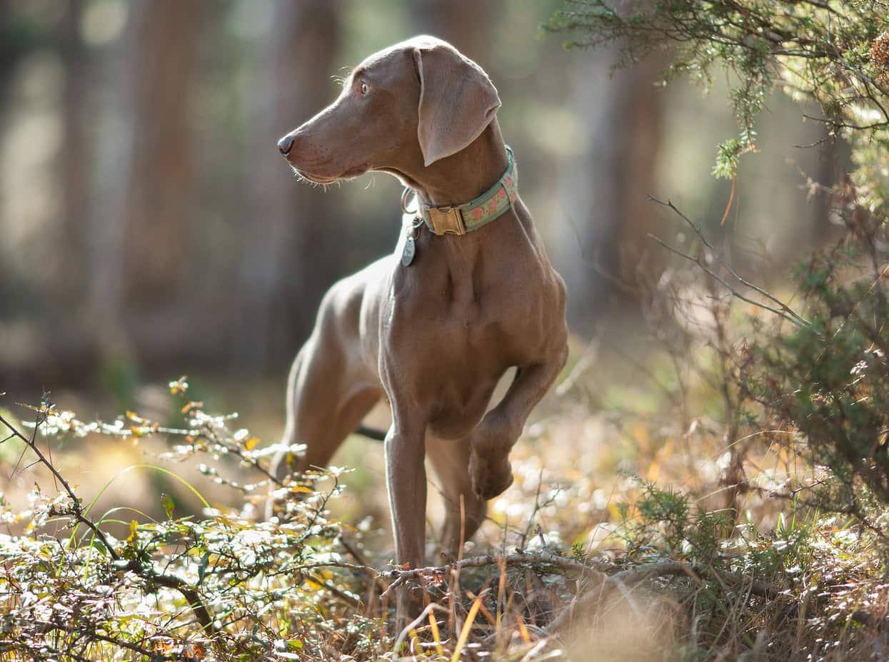Weimaraner dog pointing on a walk in the sunlit woods