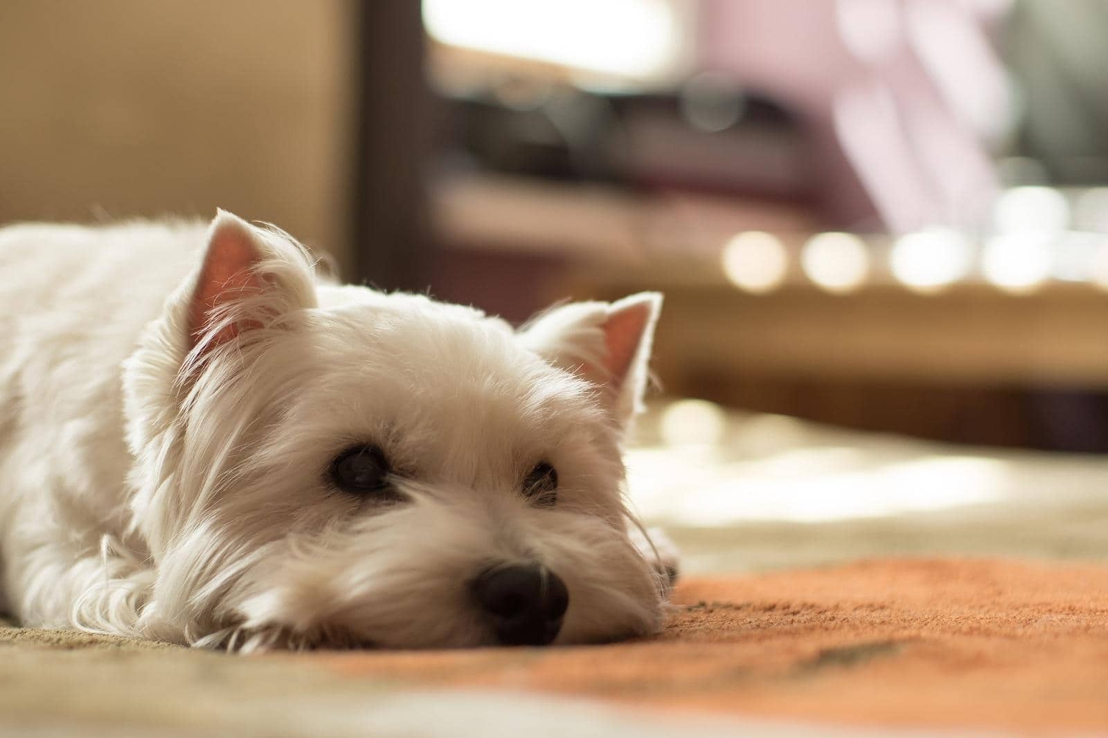 West highland white terrier lying on ground.
