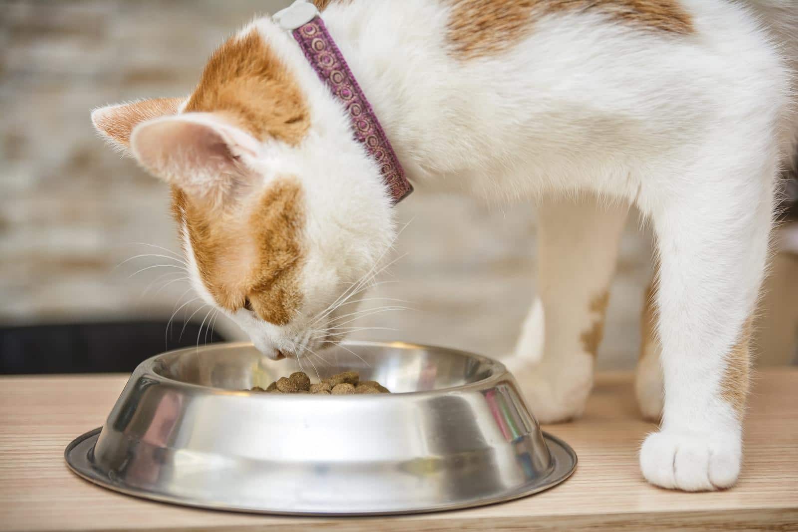 White and orange cat with collar on eating out of metal bowl