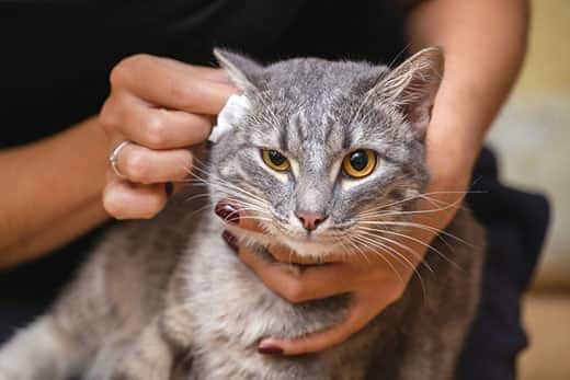 Woman cleans out the ears of a gray cat with yellow eyes.