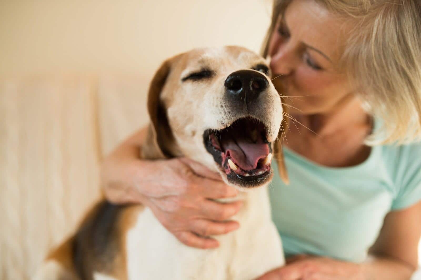Woman kissing yawning beagle on side of head.