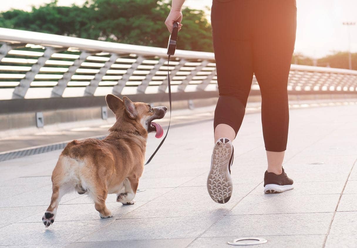 Woman running with a dog (Pembroke Welsh Corgi) in the morning on the road