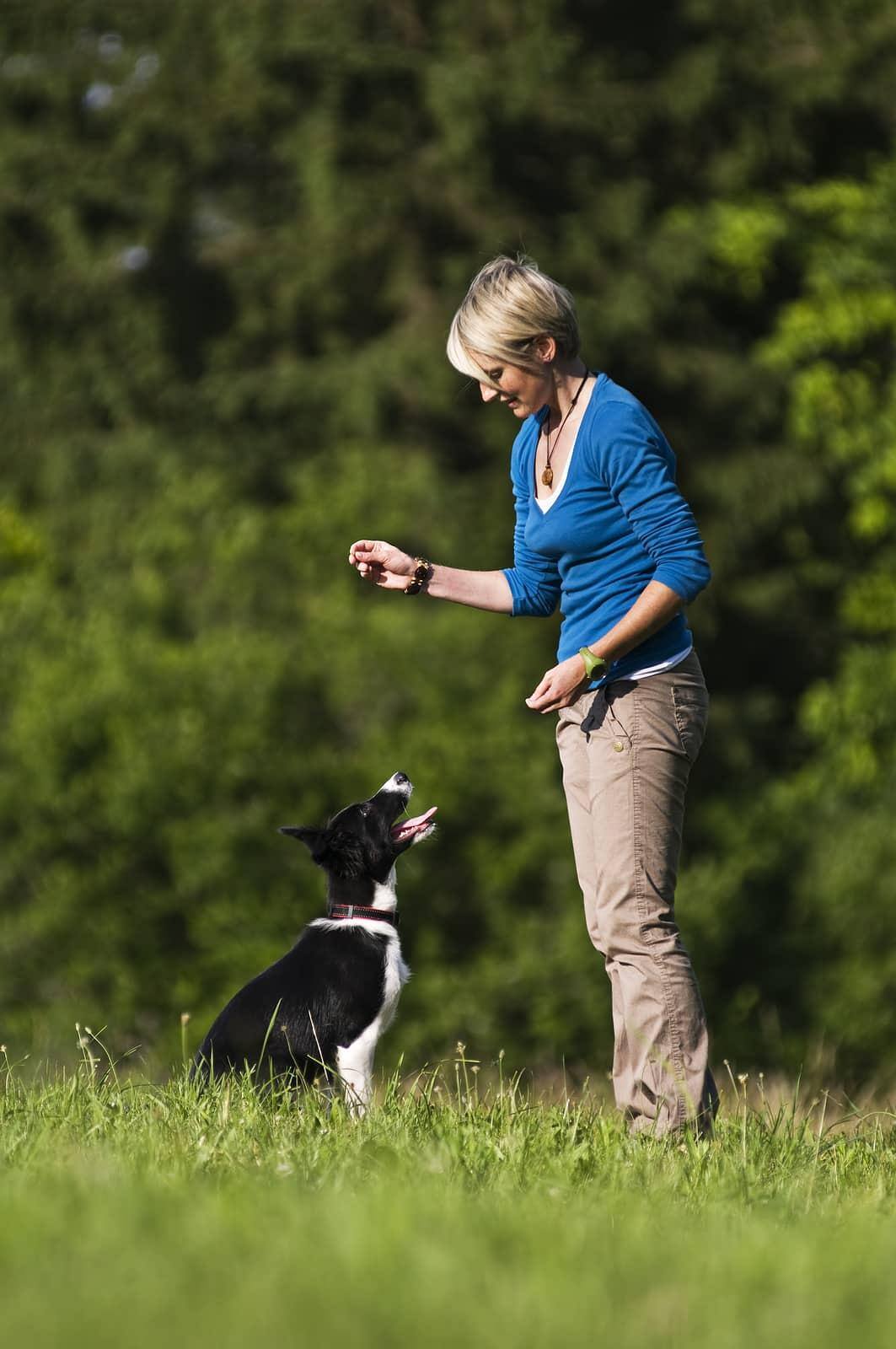 Young woman holds out a treat while a border collie sits looking up outdoors.