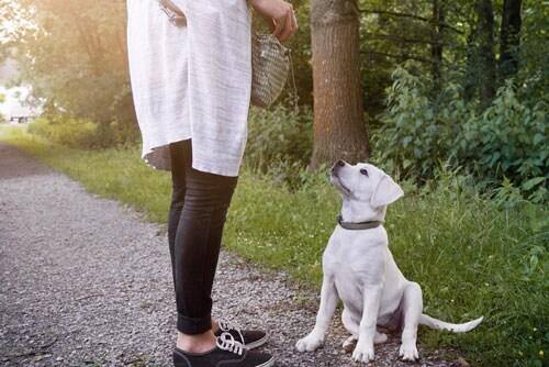 Woman teaching a yellow lab puppy to sit outdoors