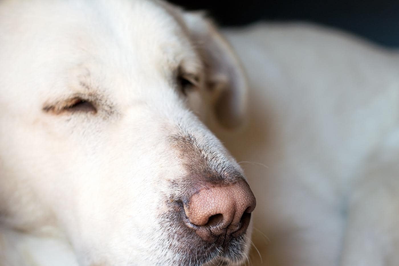 Up close of a yellow lab sleeping