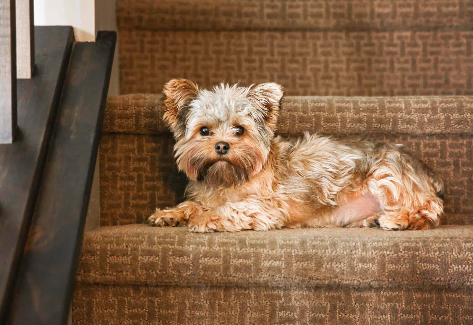 Cute yorkshire terrier on stairs looking at the camera